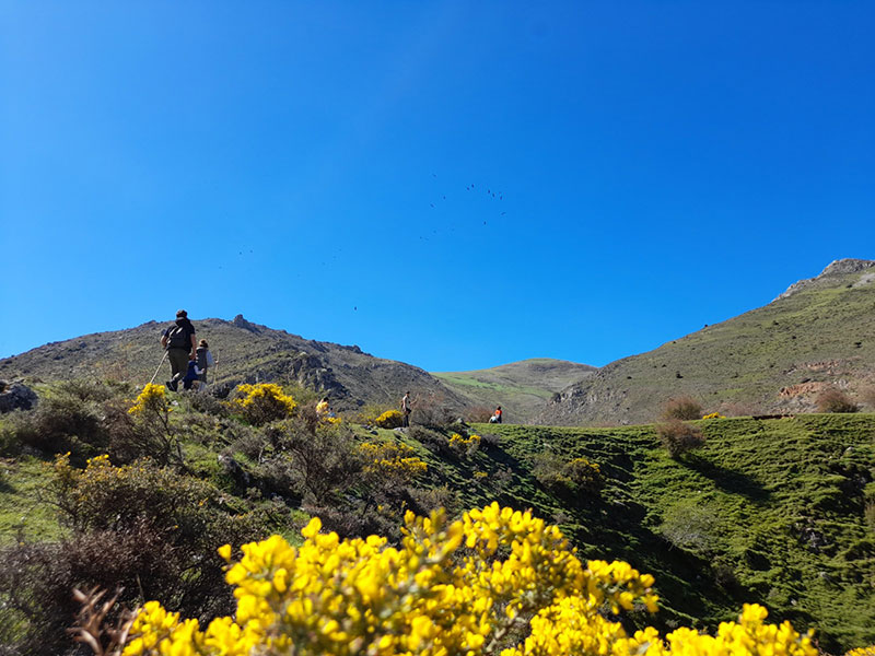 Varias personas caminan por un paisaje montañoso cubierto de vegetación verde y flores amarillas bajo un cielo azul brillante.
