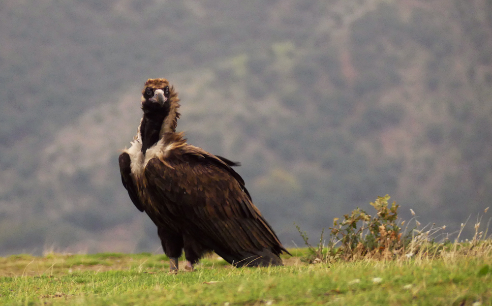 buitre negro proyecto Monachus